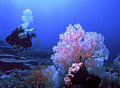   Great visibility soft coral. Red Sea its best. coral best  